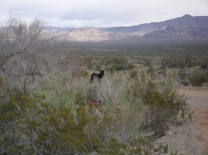 Wild donkey at Lake Mohave.