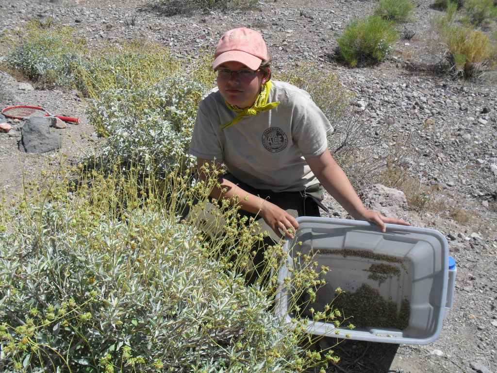 Collecting seeds to disperse. 