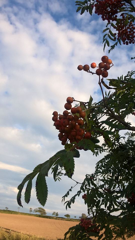 11794076_1472754369710826_4543496309335584383_o