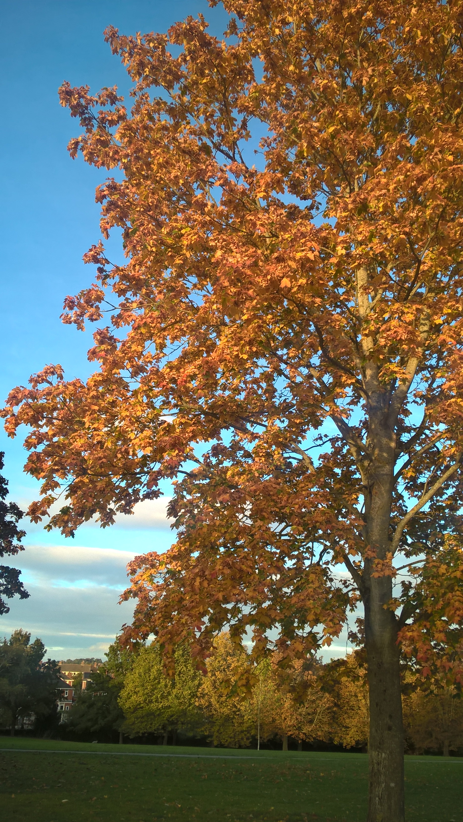 wp_20161019_17_26_17_pro