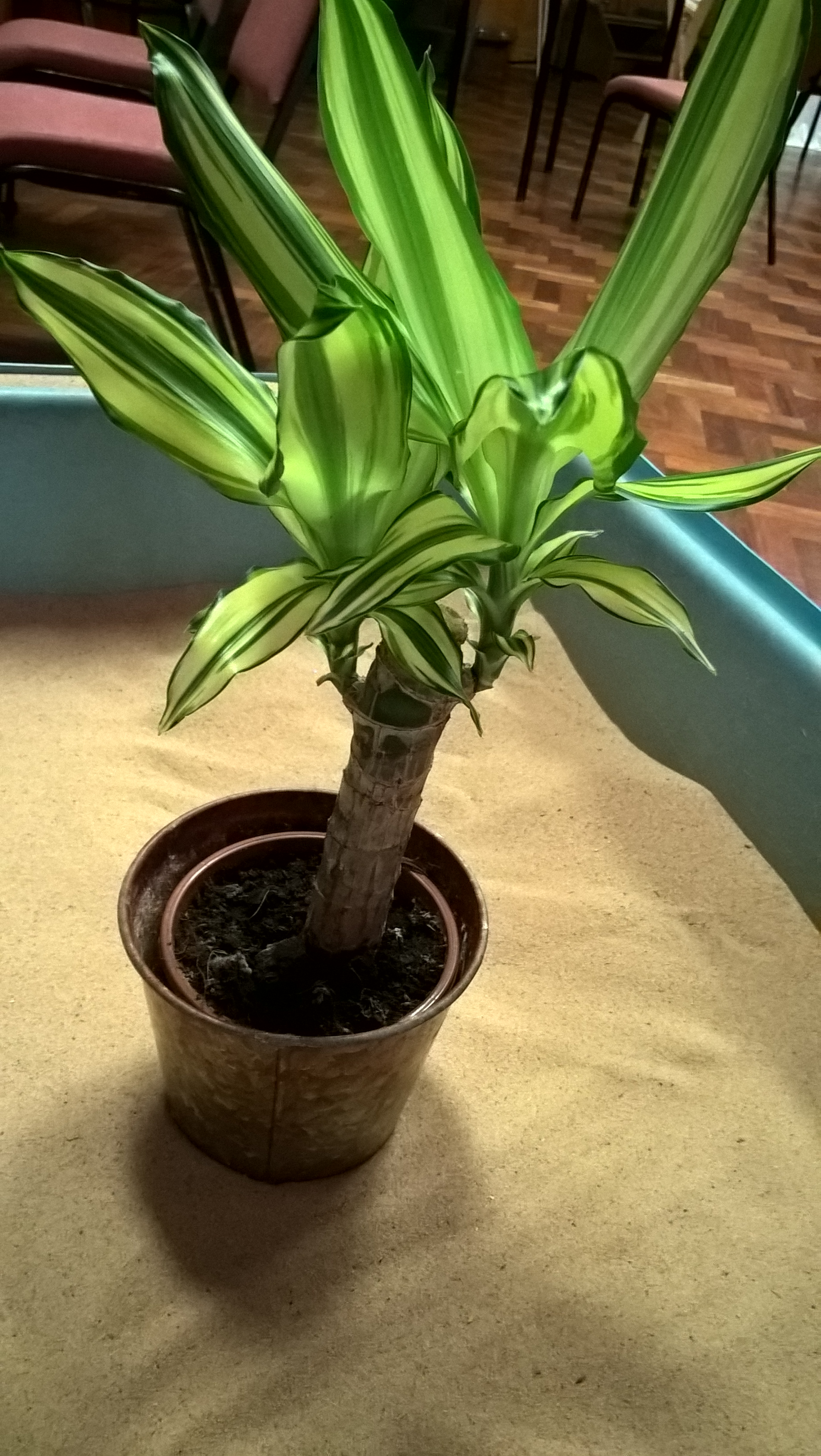 wp_20161222_12_35_16_pro