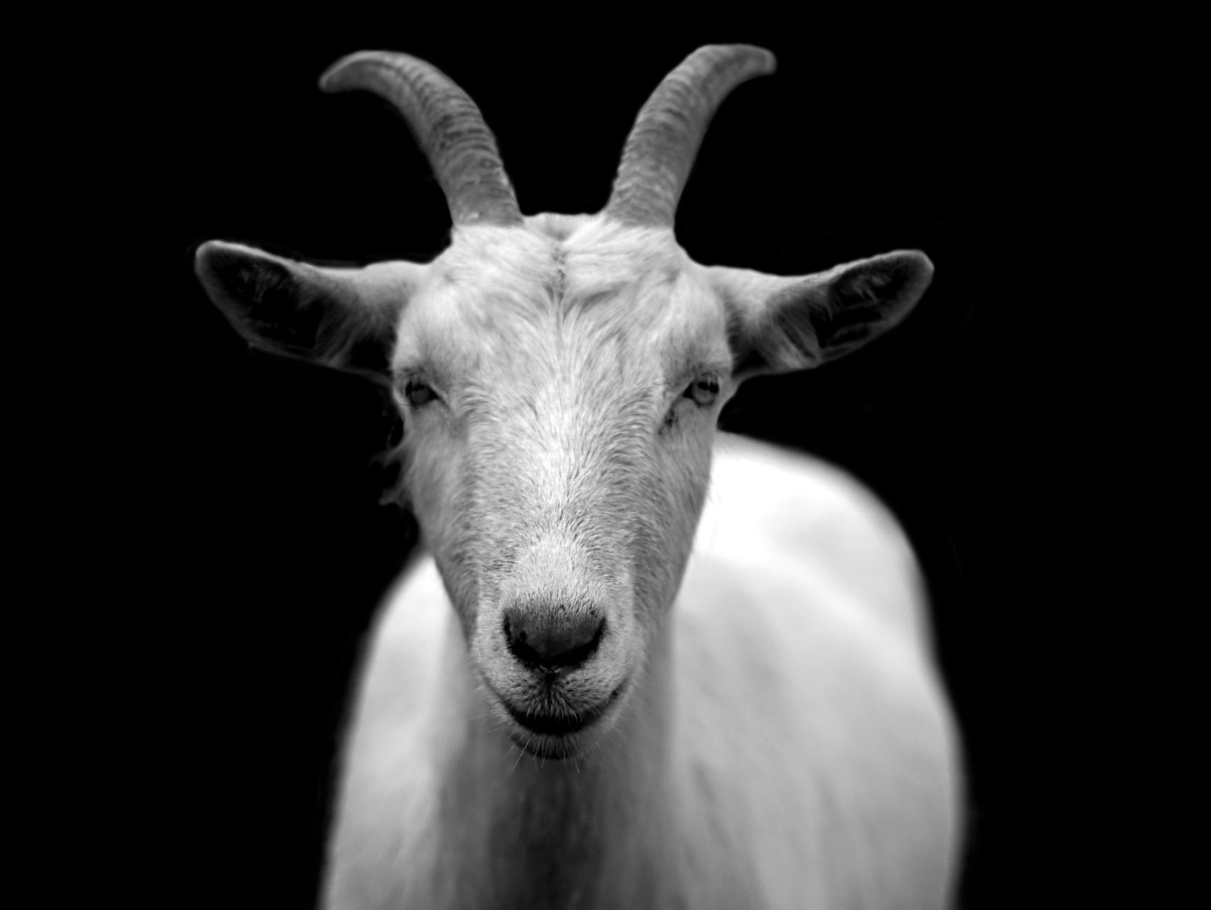 goat-animal-horns-black-and-white-86594.jpeg