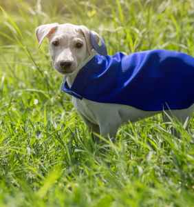 short coated white puppy with blue cape on grass field on focus photo