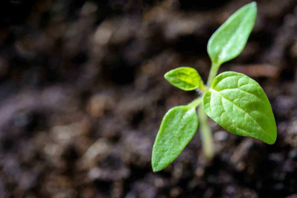 Gardening 101: Going for Growth